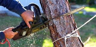 Reliable Memphis, TX Tree Removal and Landscaping Services Solutions